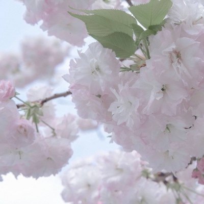 Furry插画笔刷运用FurryQQ群